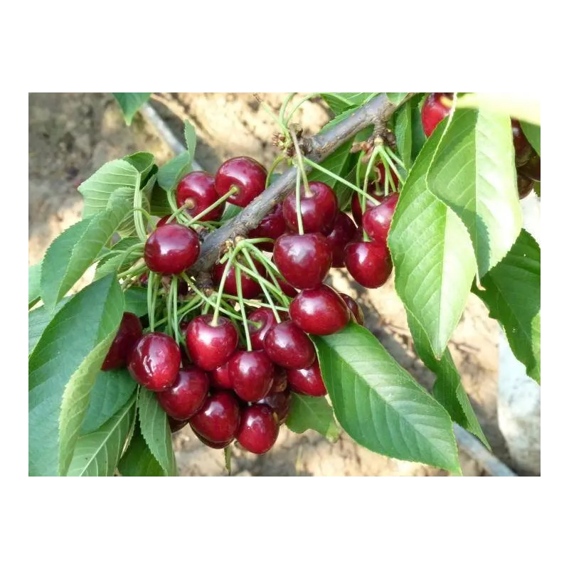 Trešnė - Prunus avium CANADA GIANT