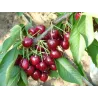 Prunus avium CANADA GIANT
