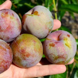Slyvų ir abrikoso hibridas - Prunus salicina x armeniaca (pluot) FLAVOR SUPREME