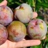 Pluot - Prunus salicina x armeniaca (pluot) FLAVOR SUPREME