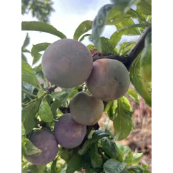 Pluot - Prunus salicina x armeniaca (pluot) FLAVOR SUPREME