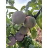 Slyvų ir abrikoso hibridas - Prunus salicina x armeniaca (pluot) FLAVOR SUPREME