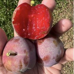Slyvų ir abrikoso hibridas - Prunus salicina x armeniaca (pluot) FLAVOR SUPREME