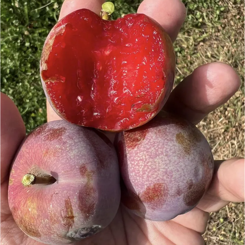 Pluot - Prunus salicina x armeniaca (pluot) FLAVOR SUPREME