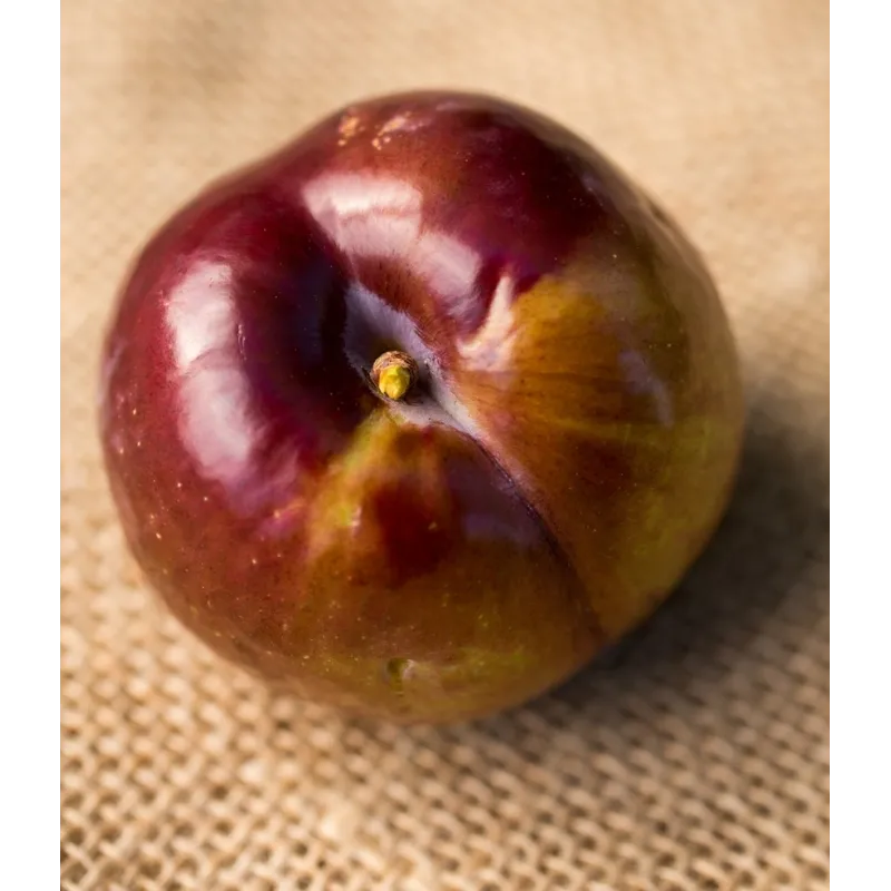 Plum - Prunus salicina FRIAR