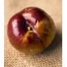 Plum - Prunus salicina FRIAR