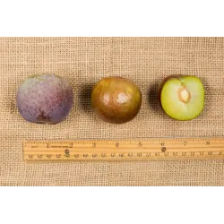 Plum - Prunus salicina FRIAR