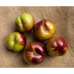 Slyvų sodinukai internetu su pristatymu į namus