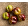 Plum - Prunus salicina FRIAR