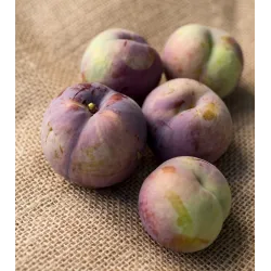 Plum - Prunus salicina FRIAR