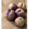 Plum - Prunus salicina FRIAR