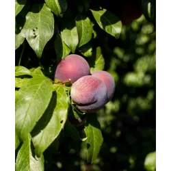 Plum - Prunus salicina FRIAR