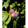 Plum - Prunus salicina FRIAR