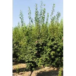 Plum - Prunus salicina FRIAR