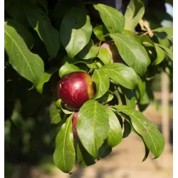 Plum - Prunus salicina FRIAR