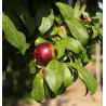 Plum - Prunus salicina FRIAR