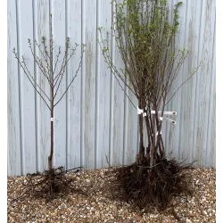 Trešnė - Prunus avium MINDAUGĖ