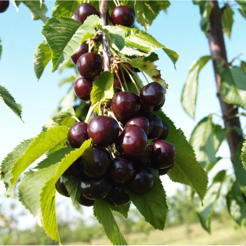 Trešnė - Prunus avium MINDAUGĖ