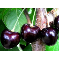 Prunus avium MINDAUGĖ