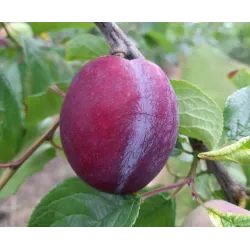 Slyvų sodinukai internetu su pristatymu į namus