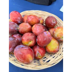 Žagarės sodų vaismedžiai internetu su pristatymu į namus