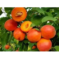 Abrikosas - Prunus armeniaca HAROSTAR