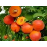 Abrikosas - Prunus armeniaca HAROSTAR