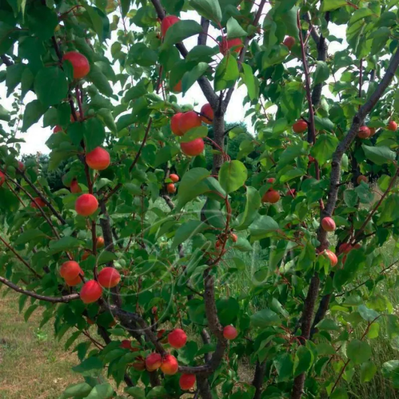 Apricot - Prunus armeniaca HAROSTAR