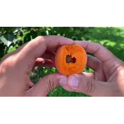 Apricot - Prunus armeniaca HAROSTAR