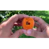Apricot - Prunus armeniaca HAROSTAR
