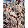 Abrikosas - Prunus armeniaca ROBADA
