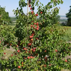 Apricot - Prunus armeniaca ROBADA