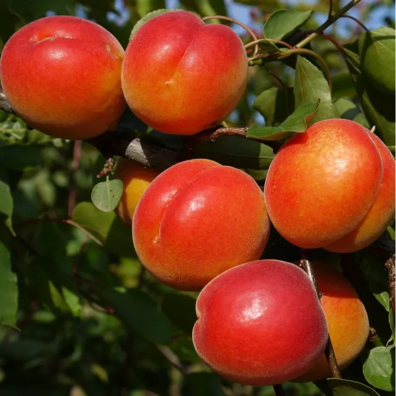 Abrikosas - Prunus armeniaca ROBADA