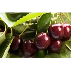 Prunus avium JACINTA