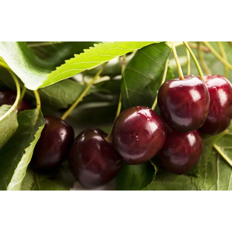 Prunus avium JACINTA