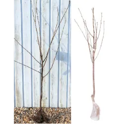 copy of TREŠNĖ - Prunus avium SUNBURST