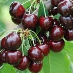 Sweet cherry - Prunus avium JUSTINA
