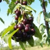 Sweet cherry - Prunus avium NARANA