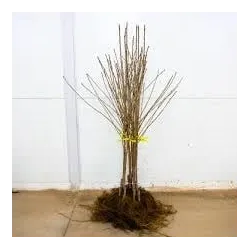 Trešnė - Prunus avium NARANA