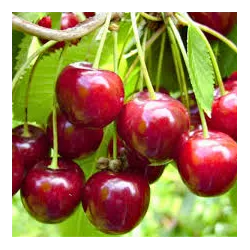 Seet cherry - Prunus avium IRENA