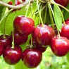 Seet cherry - Prunus avium IRENA