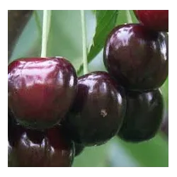 Seet cherry - Prunus avium IRENA