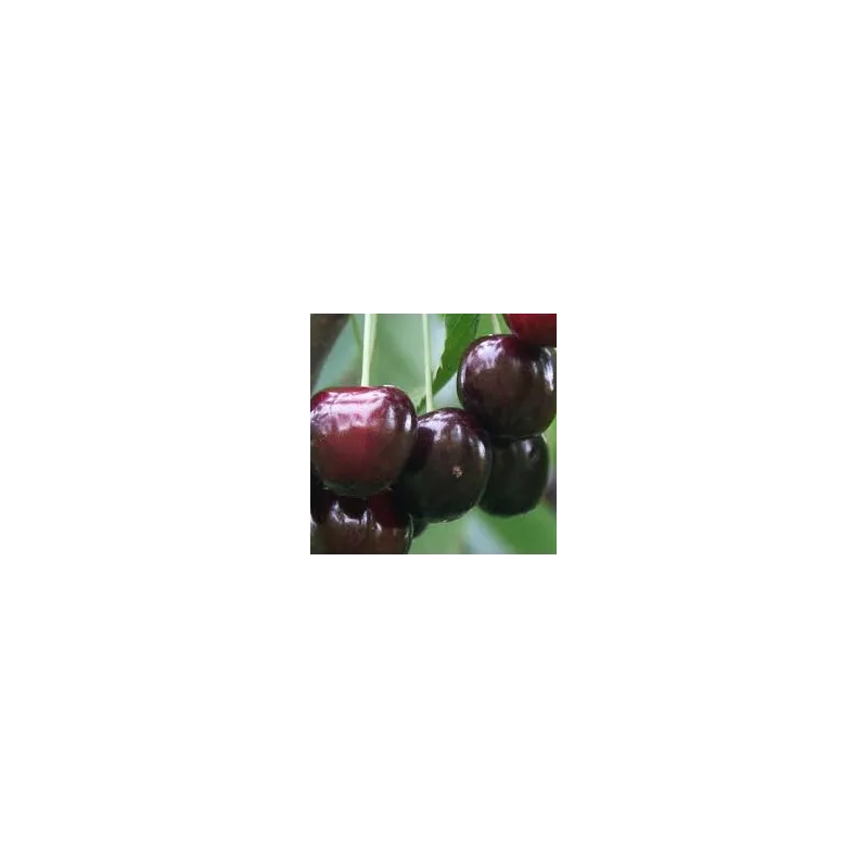 Seet cherry - Prunus avium IRENA