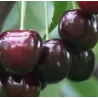 Seet cherry - Prunus avium IRENA