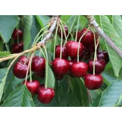 Seet cherry - Prunus avium IRENA