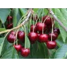Seet cherry - Prunus avium IRENA