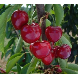 Seet cherry - Prunus avium INDRA
