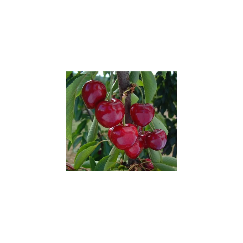 Seet cherry - Prunus avium INDRA