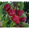 Seet cherry - Prunus avium INDRA