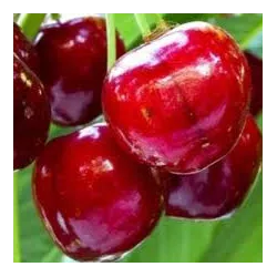 Trešnė - Prunus avium HORKA